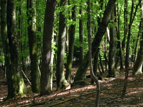 Cross River Forestry Commission Advised to Carry Out Post-Impact Assessment on State's Forest