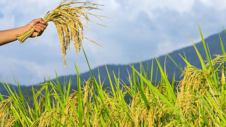 Abia, Ebulu Ltd Mark World Food Day with Focus on Agritech
